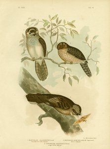 White-Bellied Owlet Nightjar Or Moth Owl, 1891